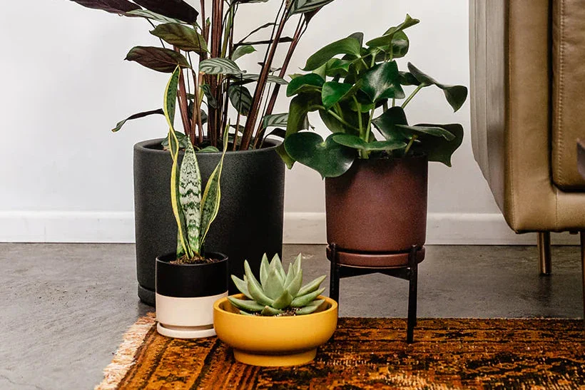 Your Urban Oasis Awaits
